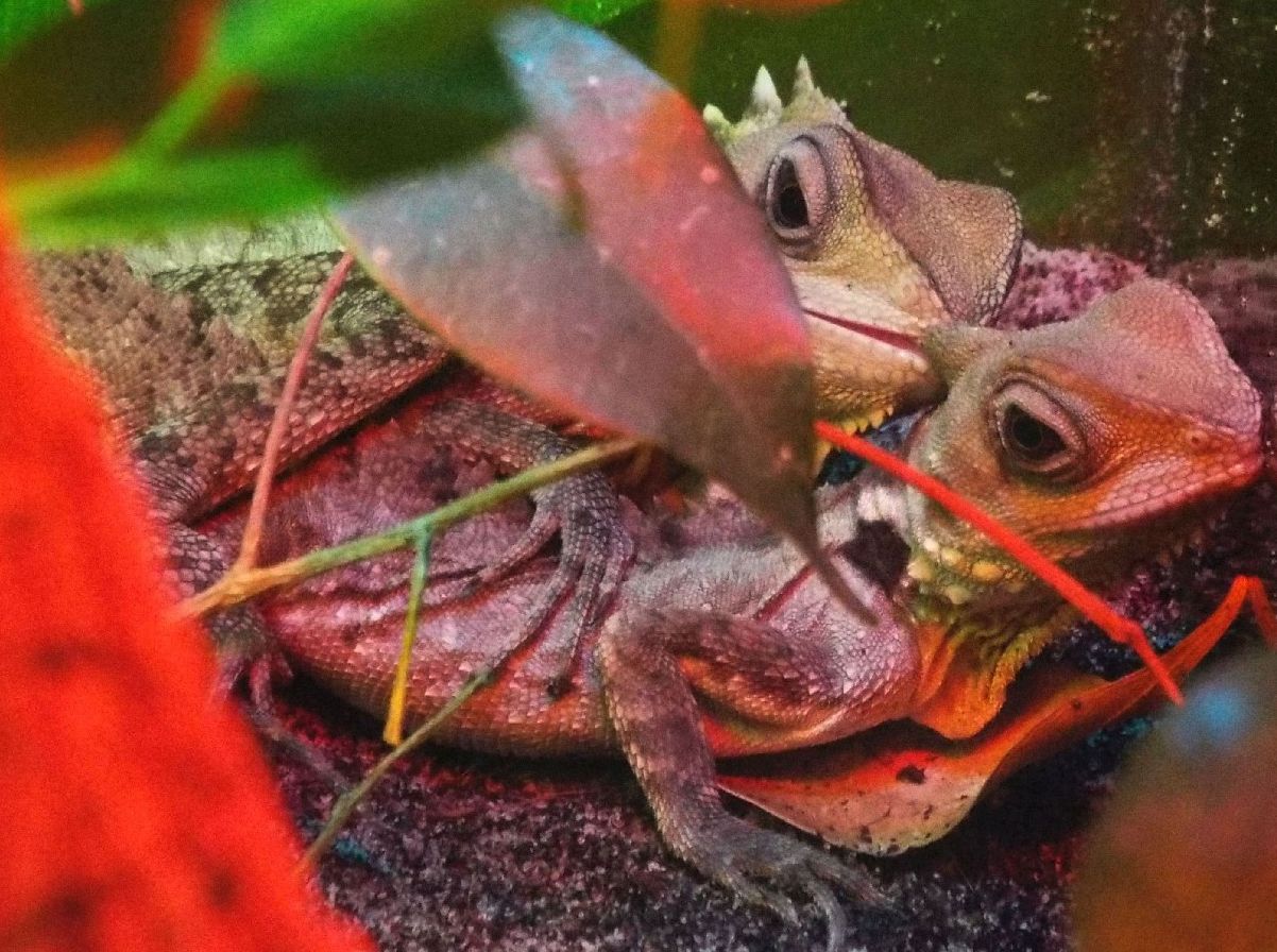 Coppia di sauri alla Zoo di Melbourne: Hypsilurus boydii